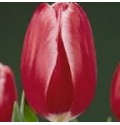 ΤΟΥΛΙΠΑ ΔΙΧΡΩΜΗ  TULPEN KUNG FU
